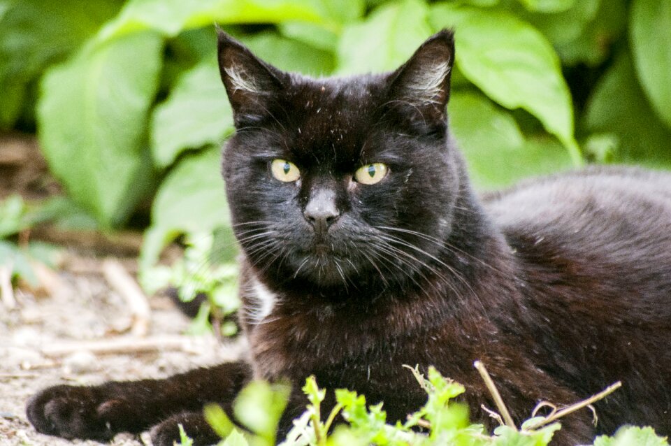 Animal pet feline