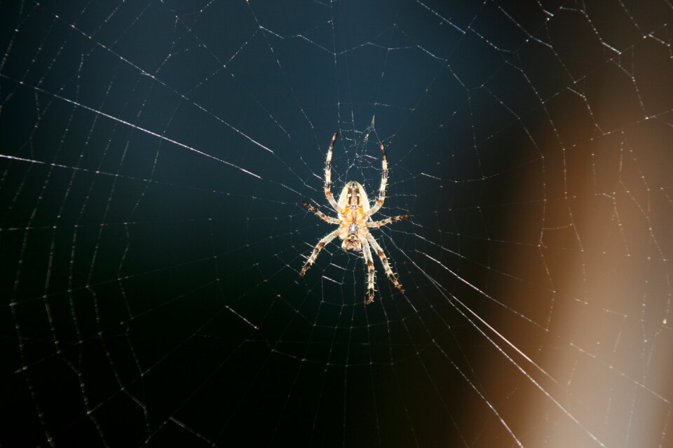 Web out of focus araneus