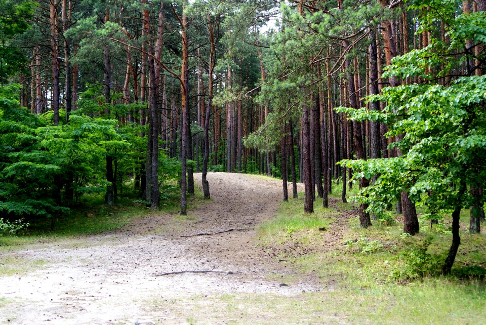 View summer landscape