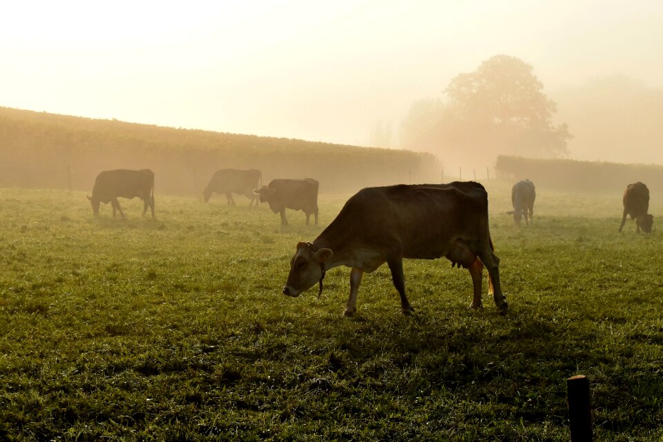 Alm graze morning sun