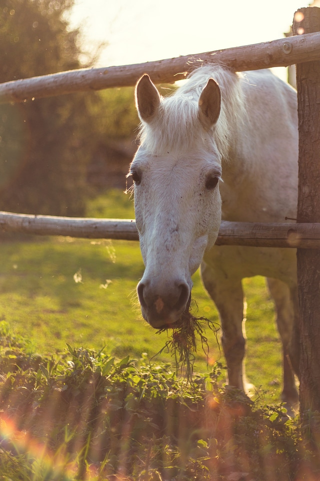 Horses nature white horse