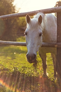 Horses nature white horse