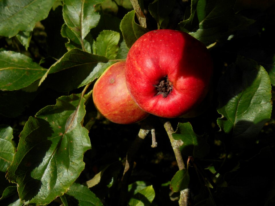 Fruit food healthy photo