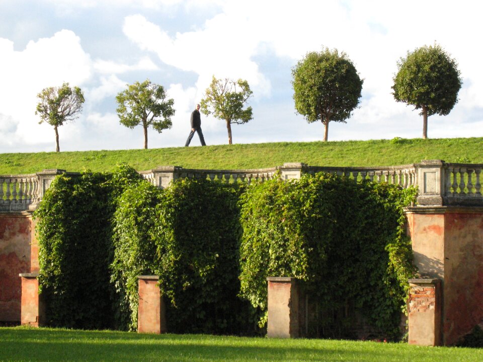 Trees lawn ivy