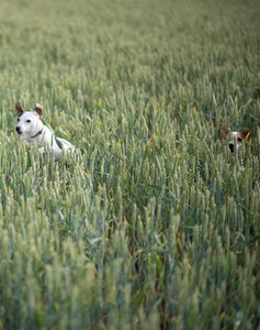 Terrier field wheat photo