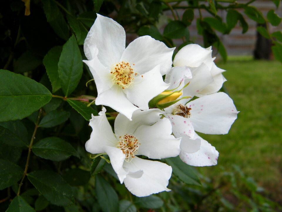 Tree summer flowers white