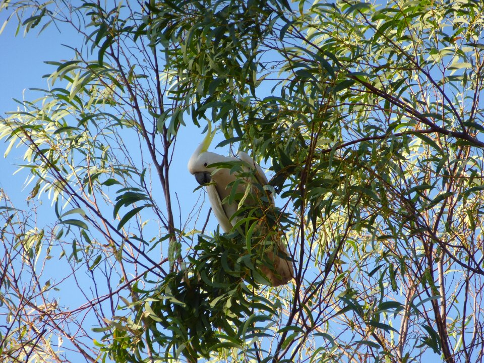 Parrot australia bird