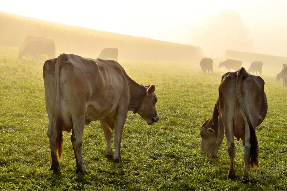 Nature cow pasture
