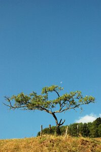 Moon landscape fruit tree