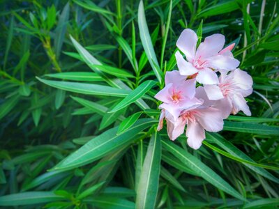 Pink leaf leaves photo