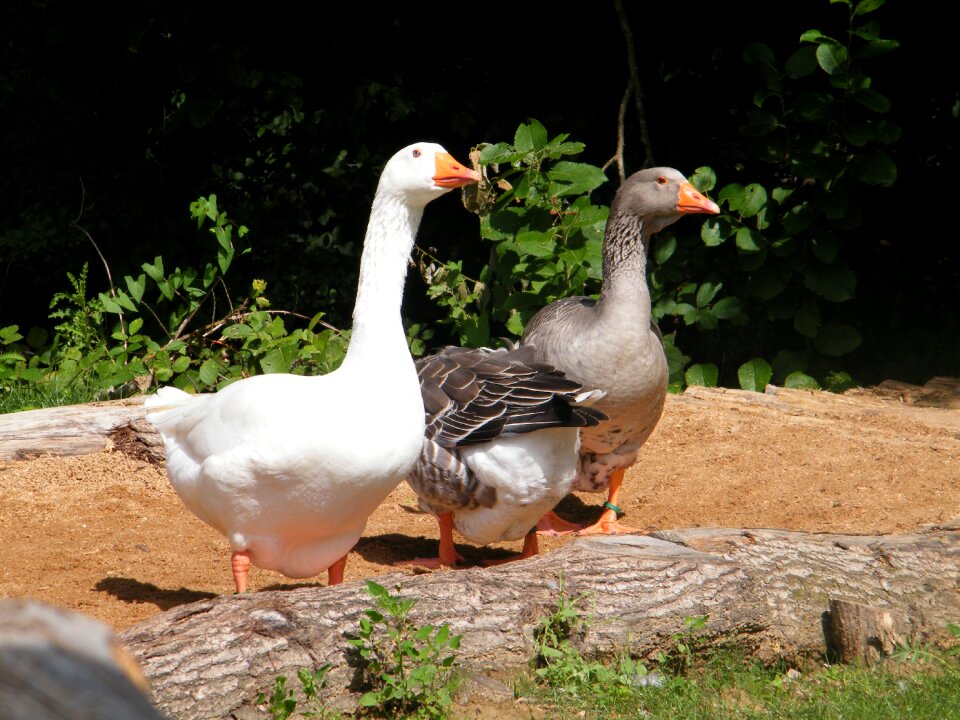 Holy cross geese white