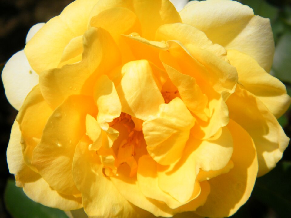 Petal yellow flower yellow was