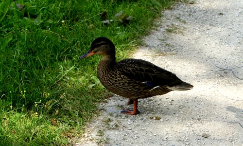 Bird cove alley