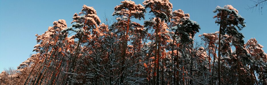 Winter mood sunset forest