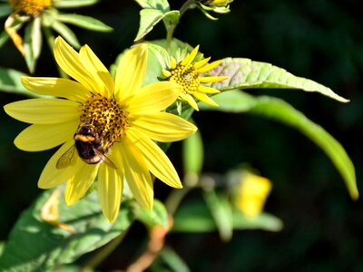 Close up nature flower