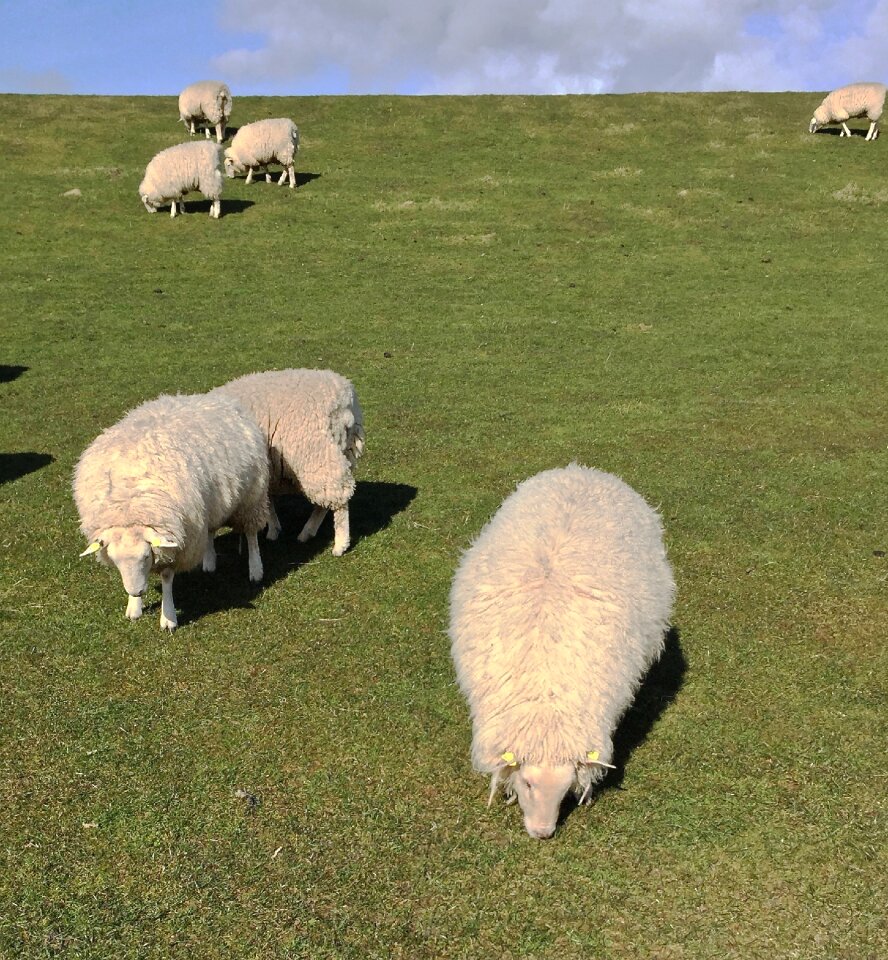 North sea wadden sea dike sheep