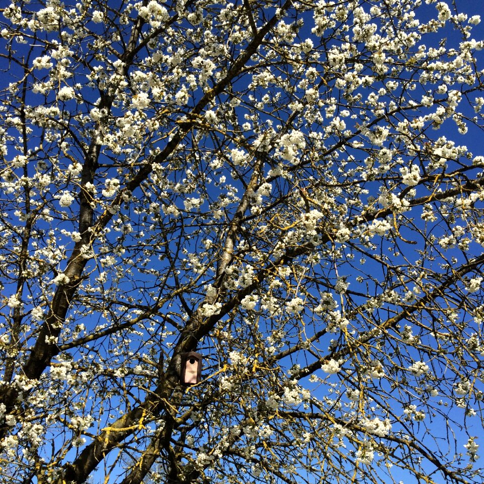 Spring cherry blossoms tree