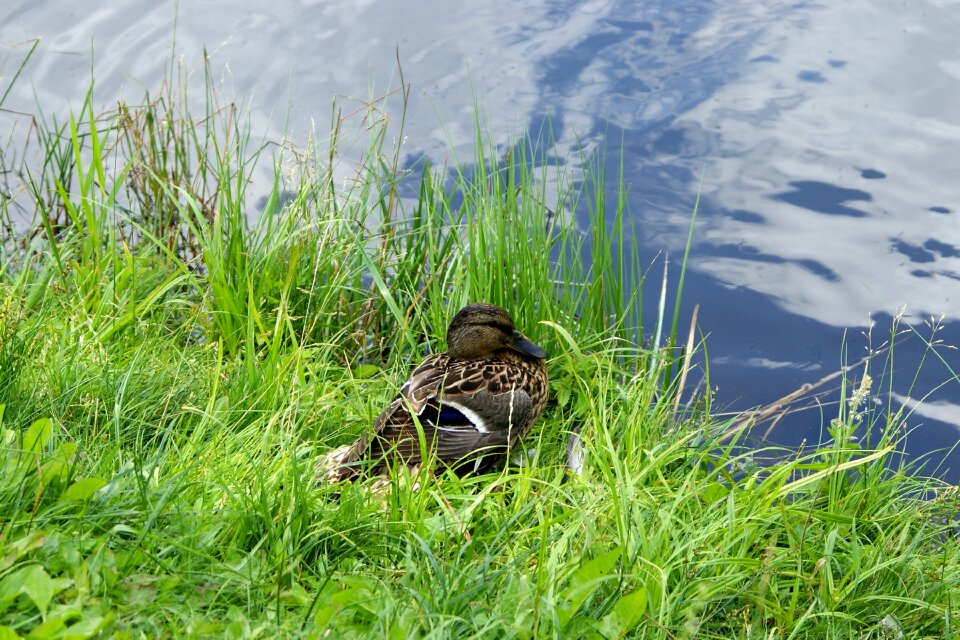 Brooding eggs pond