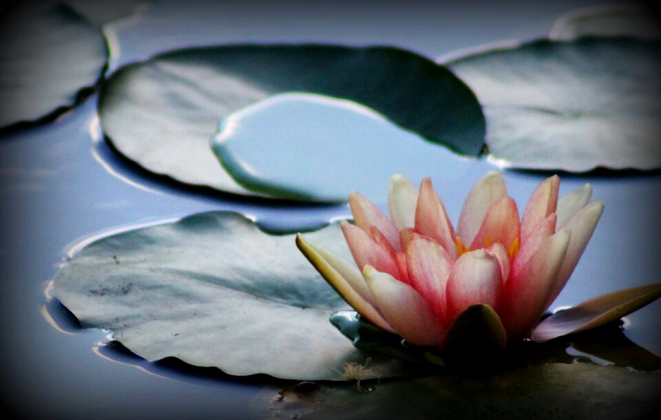 Flower plant botanical