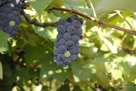 Grapes purple wine