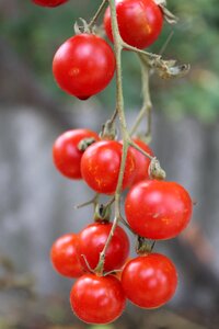 Red food tomato