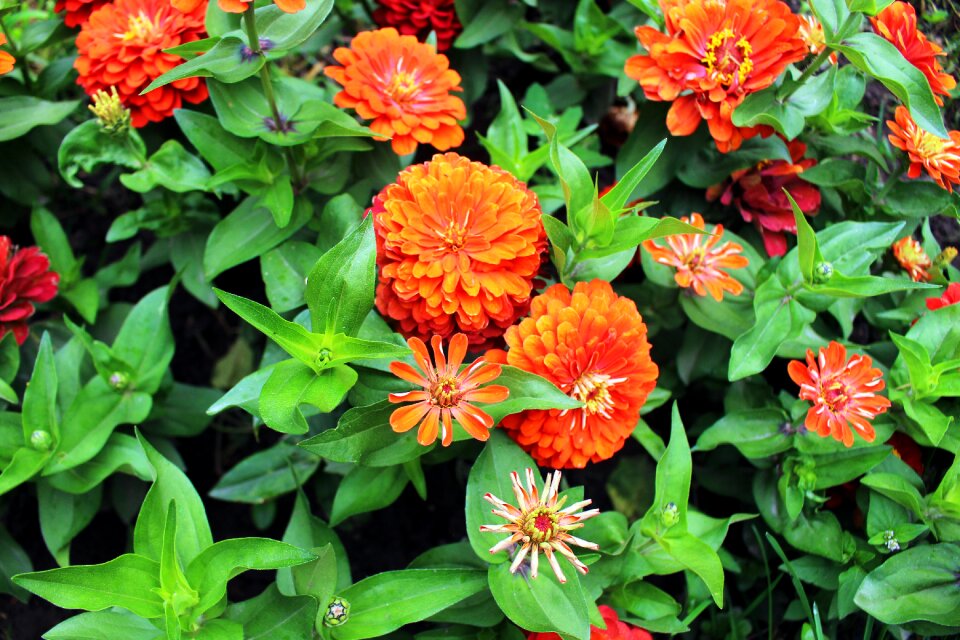 Bloom white orange flower