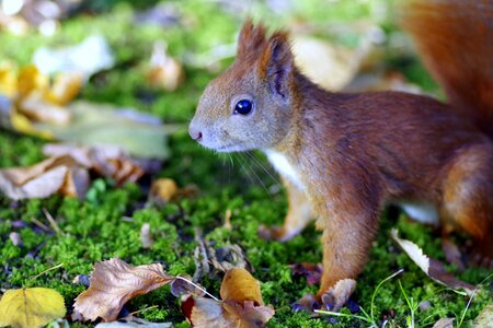 Park grass walnut photo