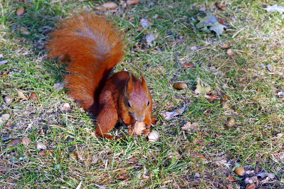 Animal rodent park