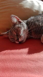 Cat sweet animal