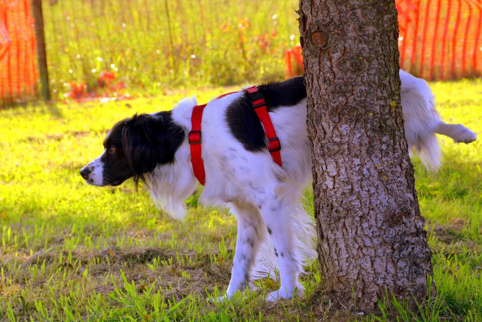 Prato nature animal