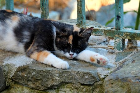 Animal mieze tiger cat photo