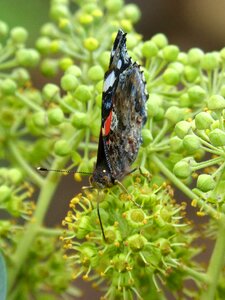 Vanessa atalanta ivy libar