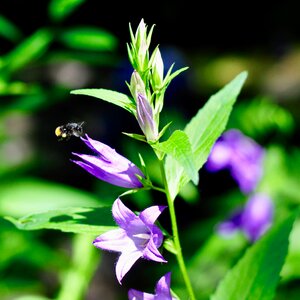 Bloom nature plant