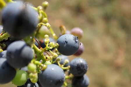 Wine drop sun
