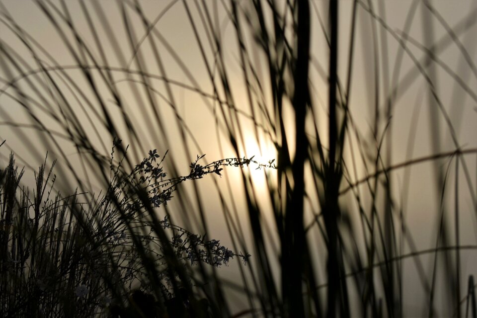 Morgenstimmung sunrise grass