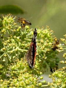Bee flying bee libar