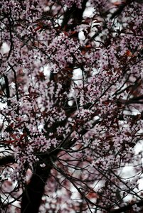 Spring wild cherry blossom photo