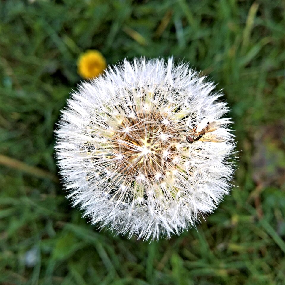 Buttercup faded seeds