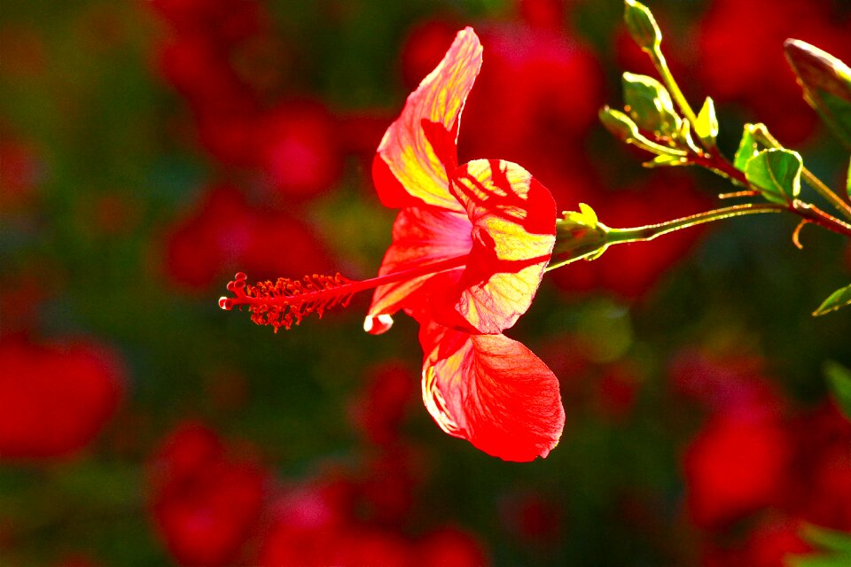 Hibiscus summer flower red