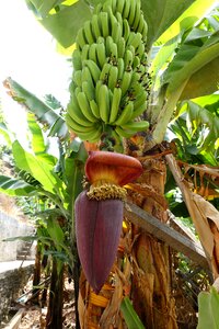 Nature fruit musa