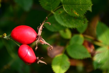 Berry fruit plant photo