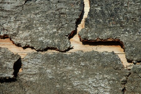 Structure tree bark close up photo