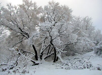 Season ice tree photo