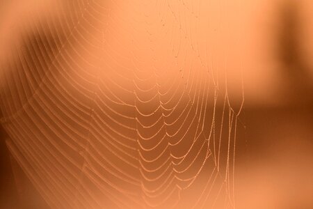 Backlighting dewdrop nature
