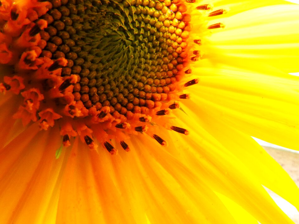 Nature plant bloom