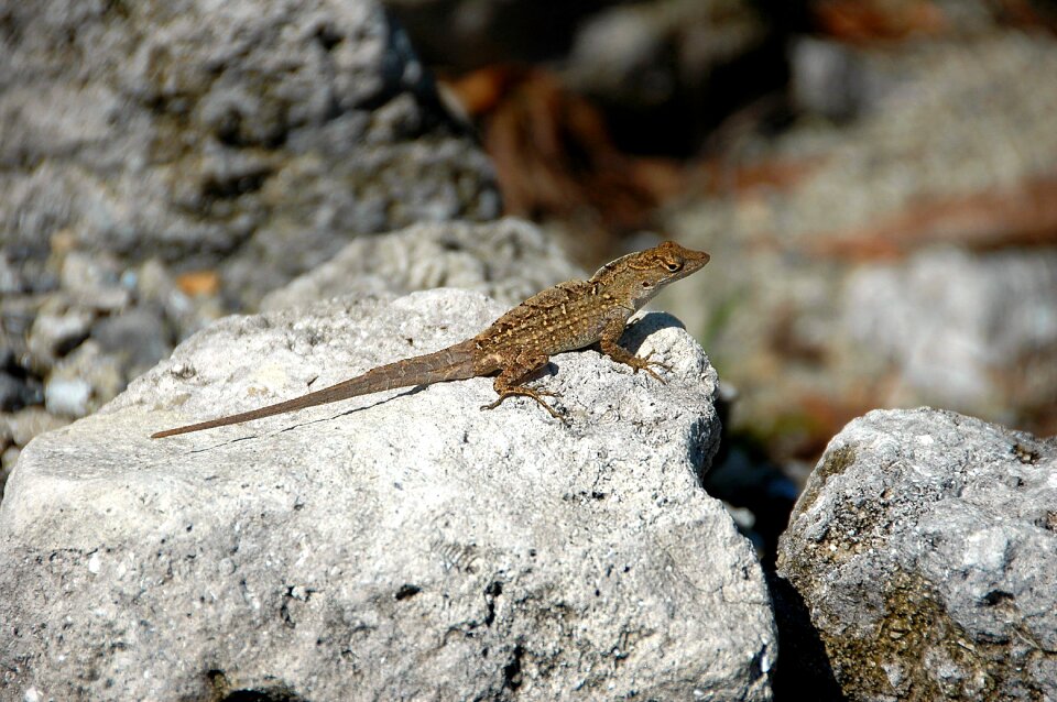Animal nature wild