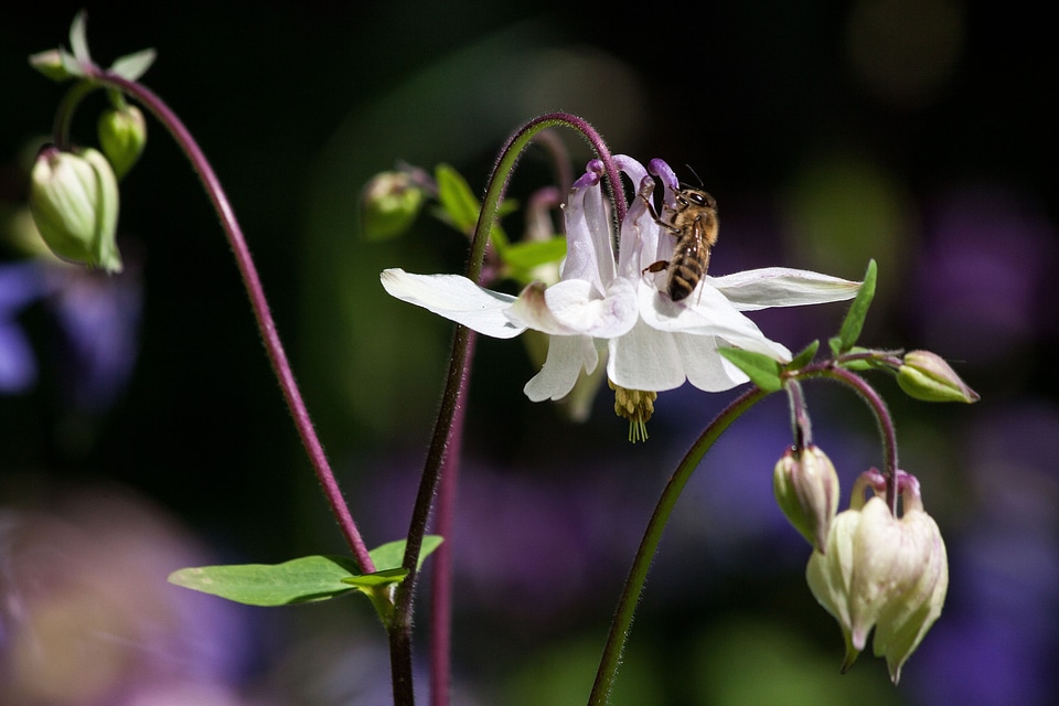 Bloom plant white