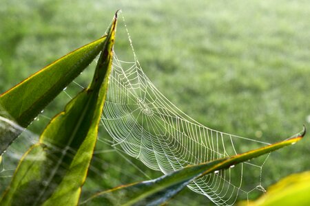 Fog cobwebs beaded