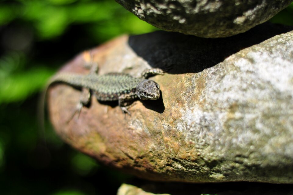 Reptile animal close up