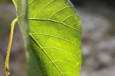 Tree texture structure